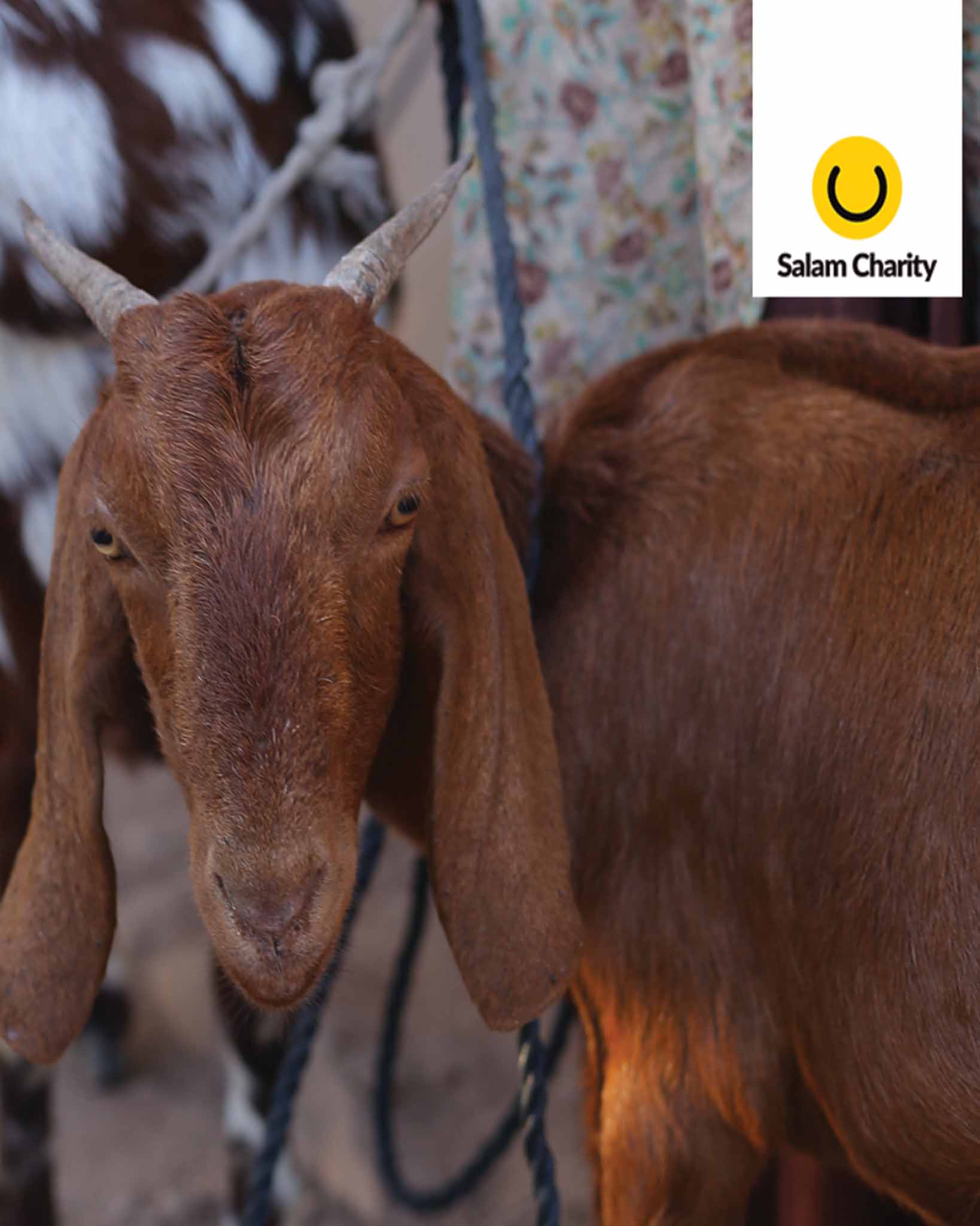 48 (1)